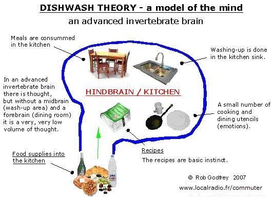 Dishwash Theory - an advanced invertebrate brain