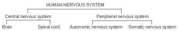 Diagram of the human nervous system